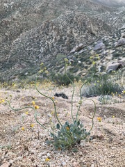 Eriogonum nudum westonii