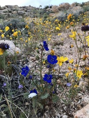 Phacelia nashiana