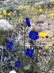 Phacelia nashiana