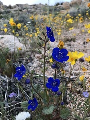 Phacelia nashiana