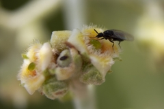 Scatopsidae