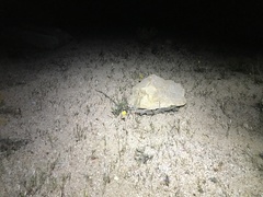 Linanthus dichotomus