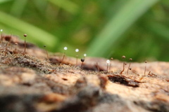 Clastoderma debaryanum