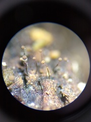 Clastoderma debaryanum