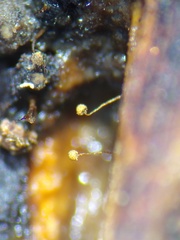 Cribraria microcarpa