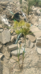 Cyperus microiria
