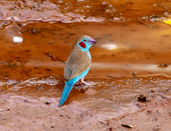 Uraeginthus bengalus