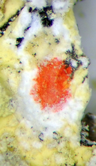 Flavoparmelia haywardiana