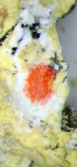 Flavoparmelia haywardiana