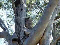 Phascolarctos cinereus cinereus