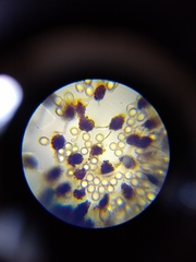 Cribraria microcarpa