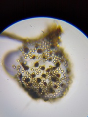 Cribraria microcarpa