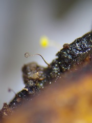 Cribraria microcarpa