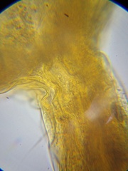 Cribraria microcarpa