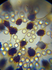 Cribraria microcarpa