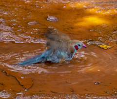 Uraeginthus bengalus