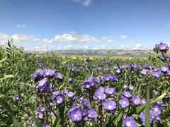 Phacelia ciliata ciliata