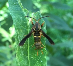 Vitacea polistiformis