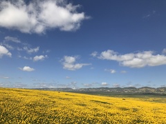 Leptosyne calliopsidea