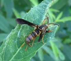 Vitacea polistiformis