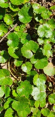 Hydrocotyle microphylla