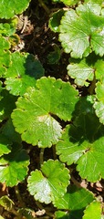 Hydrocotyle microphylla