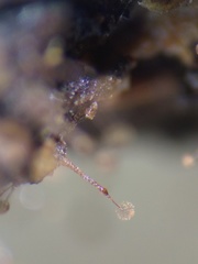 Clastoderma debaryanum