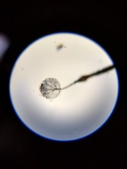 Clastoderma debaryanum