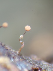 Clastoderma debaryanum