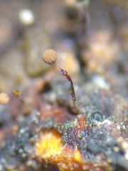 Clastoderma debaryanum