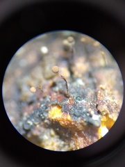 Clastoderma debaryanum