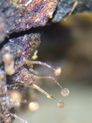 Clastoderma debaryanum