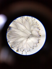 Clastoderma debaryanum