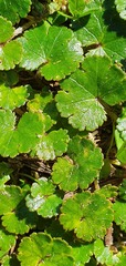 Hydrocotyle microphylla