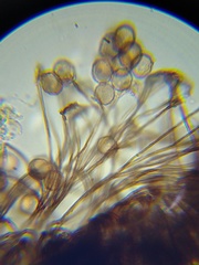 Clastoderma debaryanum