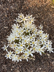 Zephyranthes candida