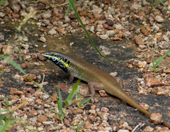 Trachylepis quinquetaeniata