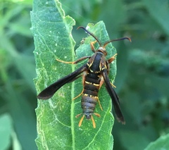 Vitacea polistiformis