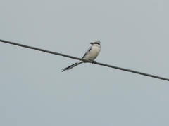 Lanius sphenocercus