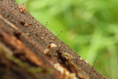 Clastoderma debaryanum