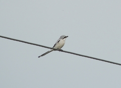 Lanius sphenocercus