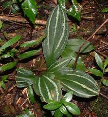 Sarcoglottis rosulata