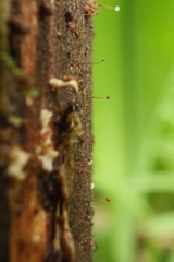 Clastoderma debaryanum