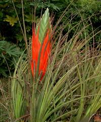 Tillandsia punctulata