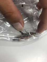 Aiolopus thalassinus tamulus