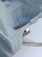 Ypsolopha parenthesella