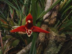 Maxillaria tenuifolia