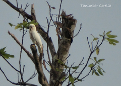Cacatua goffiniana