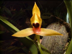 Maxillaria cucullata
