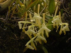 Epidendrum difforme